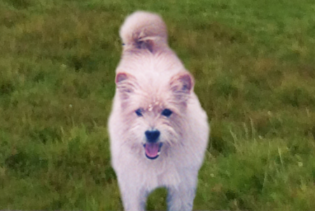 一匹の犬の画像