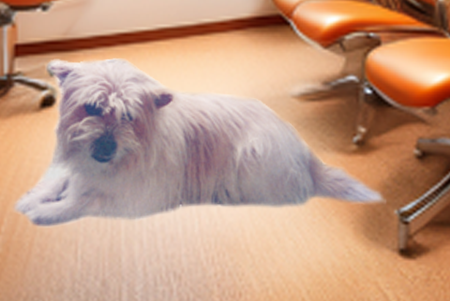 一匹の犬の画像